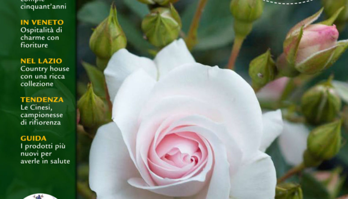 Gardenia Inserto Rose