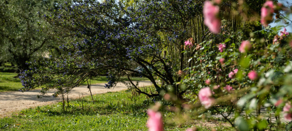 Le rose di Casacocò