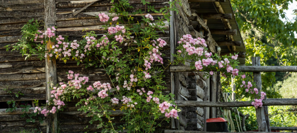 Le rose di Casacocò