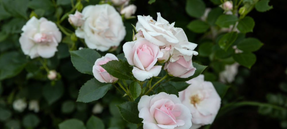 Le rose di Casacocò