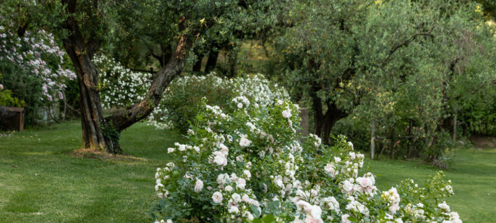 Le rose di Casacocò
