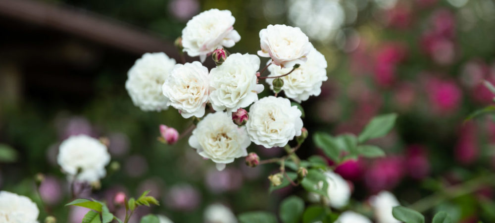 Le rose di Casacocò