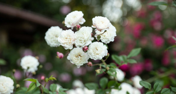 Le rose di Casacocò