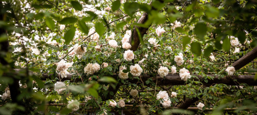 Le rose di Casacocò