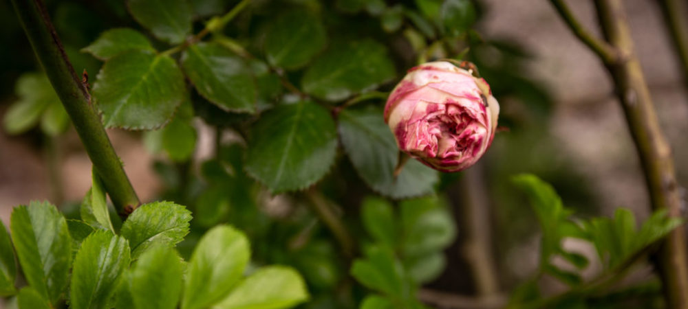 Le rose di Casacocò