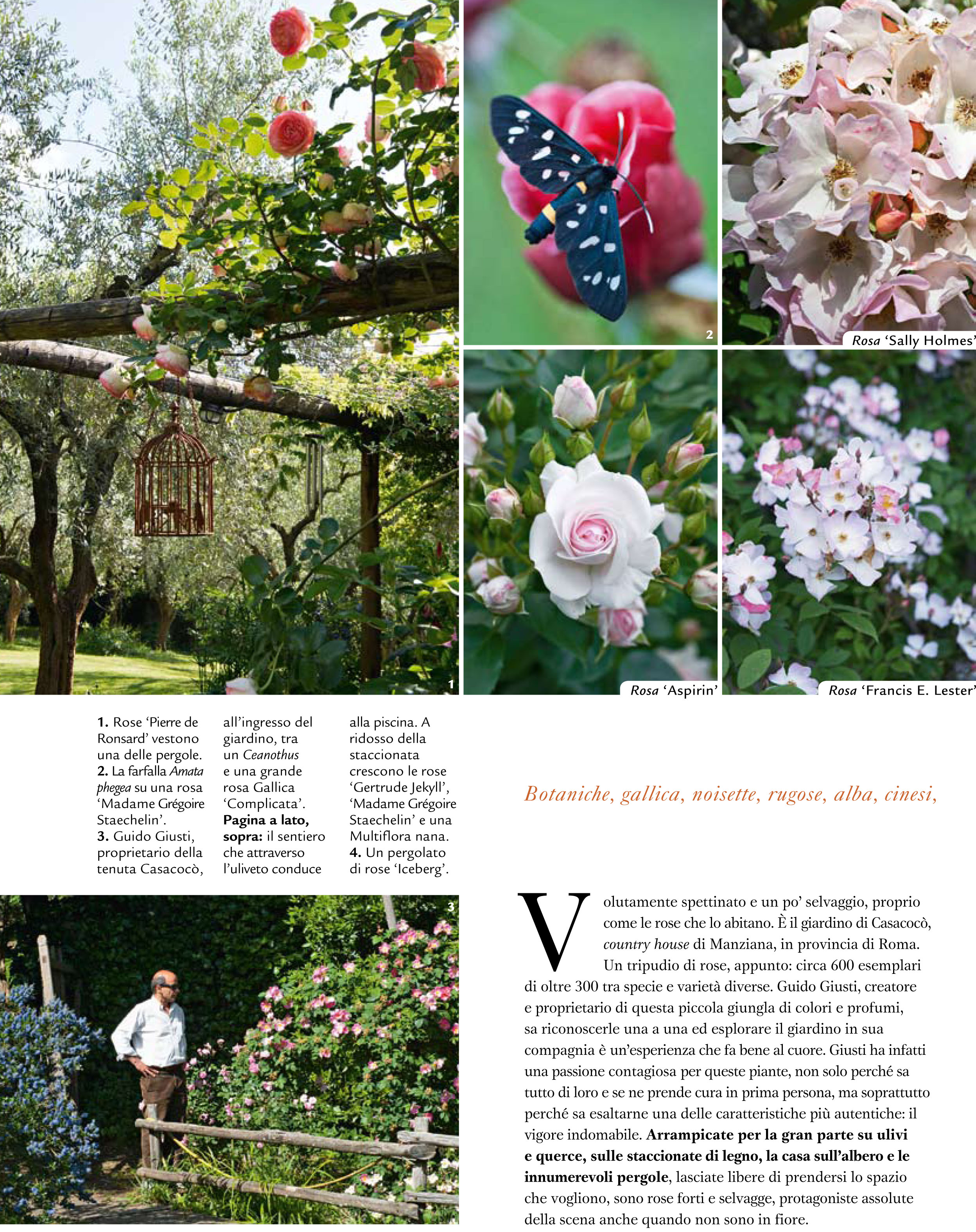 Gardenia October 2014 - in this photo: "Sally Holmes", "Aspirin", and "Francis E. Letter" roses