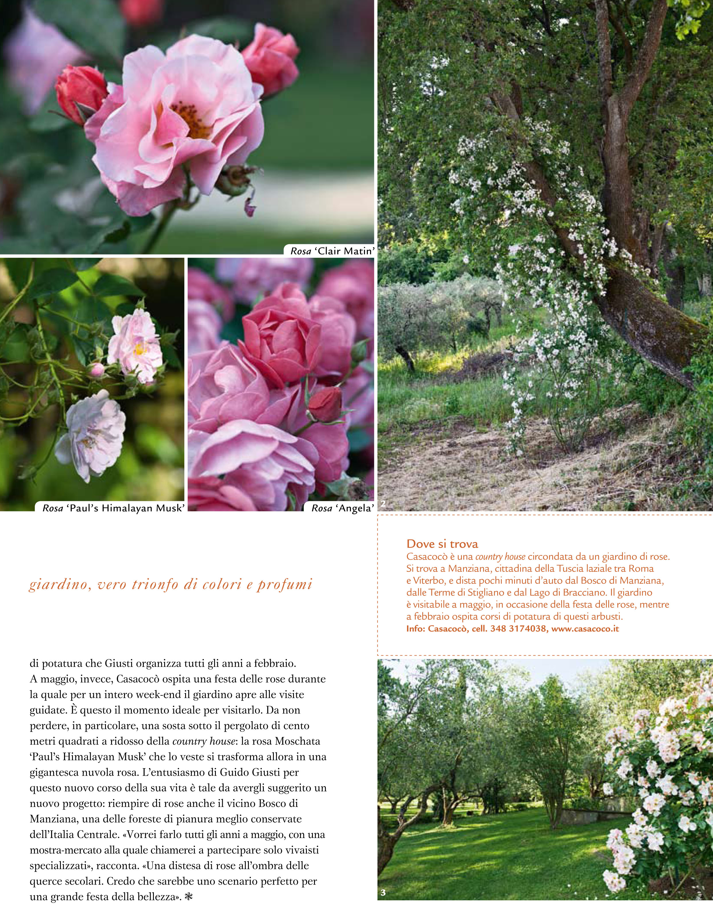 Gardenia October 2014 - in this photo: "Angela", "Clair Matin", and "Paul's Himalayan Musk” roses