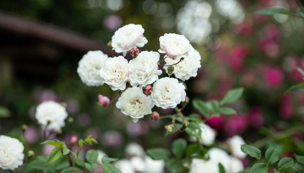 Le rose di Casacocò