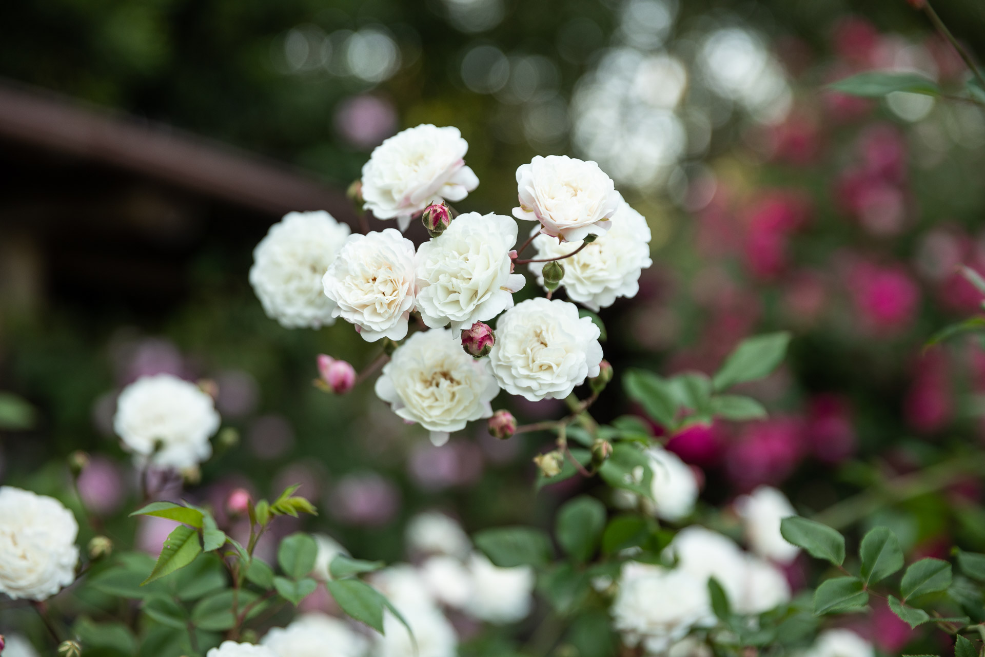 ROSE E POTATURA, DOMANDE E CURIOSITÀ