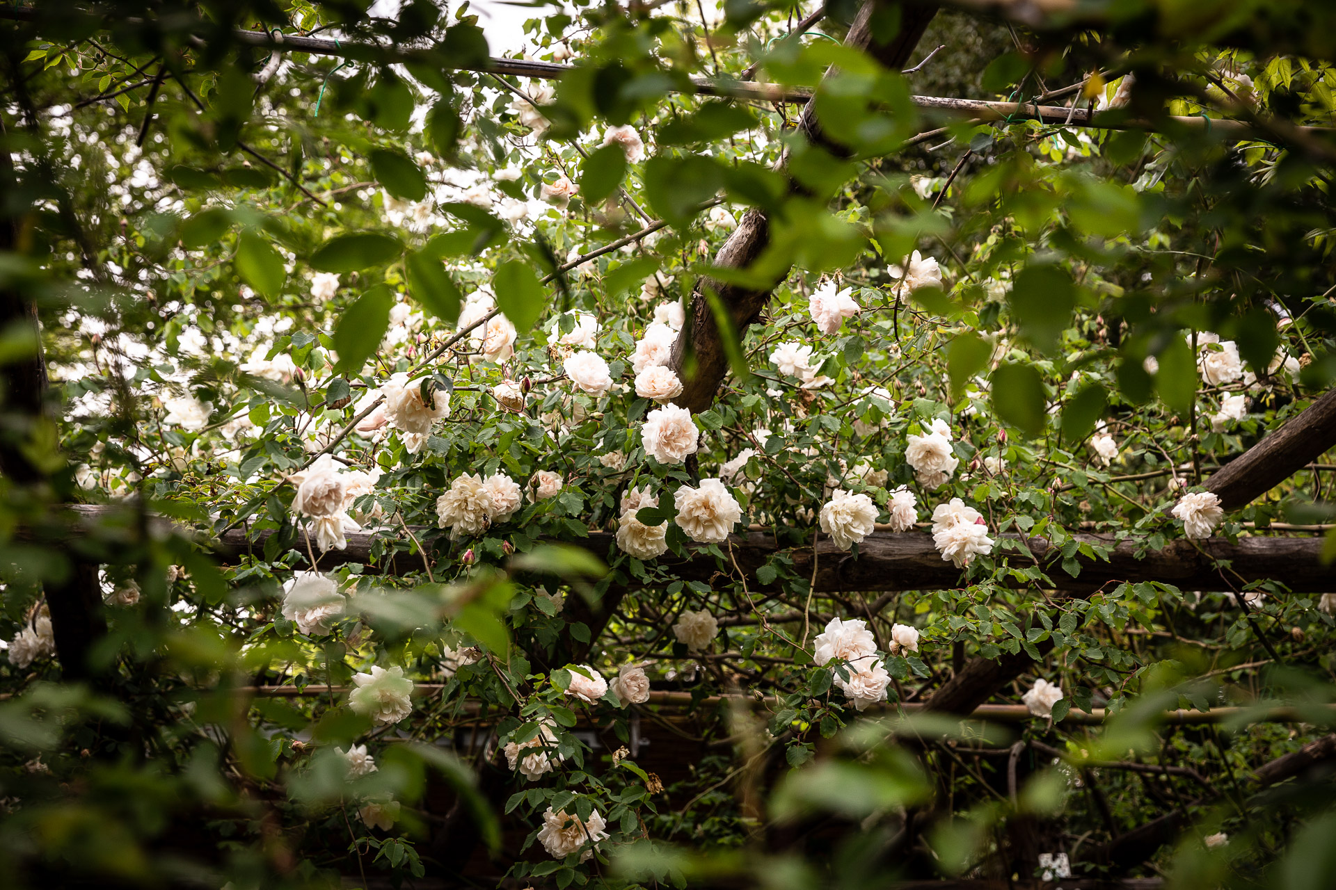 ROSE E POTATURA, DOMANDE E CURIOSITÀ