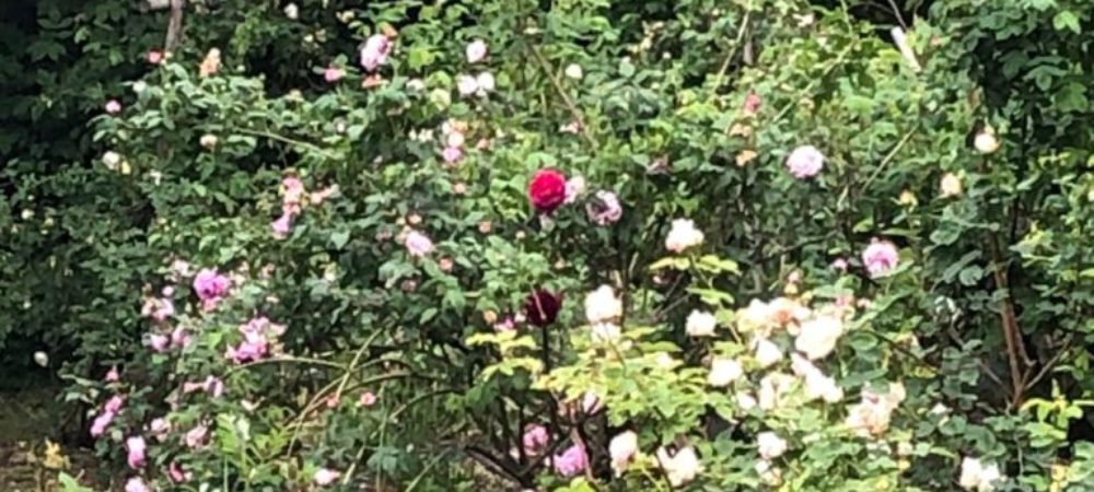 rose in fiore