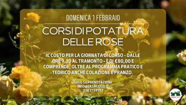 domenica-1-febbraio-2026-rose